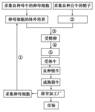 如圖是胚胎移植繁育良種奶牛的技術流程圖.請回答下列問題: (1)在流程②中.要用 激素處理供體母牛.目的是 . (2)流程圖中.第 步要進行沖卵. (3)用胚胎移植繁育良種奶牛屬于哪類生殖方式? .該技術的意義是 . 題目和參考答案