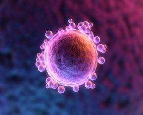 卵子質量不好怎么影響泰國試管嬰兒的成功率