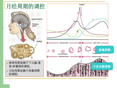 生殖激素化驗單解讀