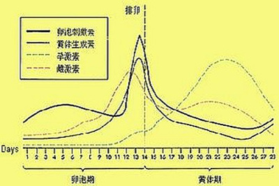 促黃體生成素高該吃什么