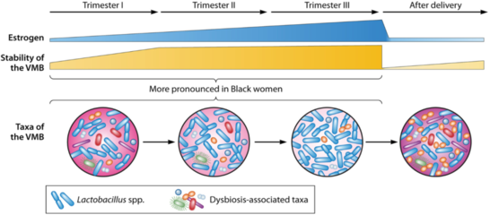 綜述丨Microbiol Mol Biol R: 女性生殖道微生物群在婦科和生殖健康中的作用