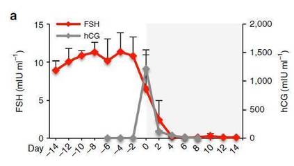器官芯片成功模擬月經周期,或有助未來藥物研發