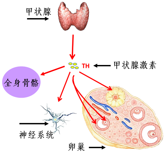 女性生殖健康,神奇的甲狀腺及其功能不能忽視!_排卵