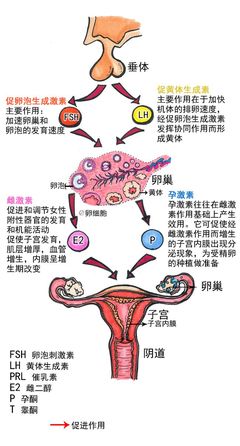 人誤食豬用催情激素的危害與影響