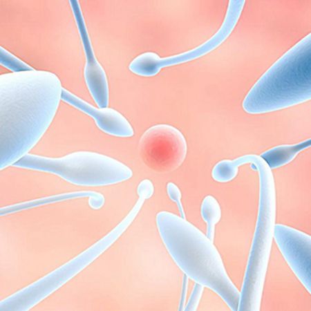 男性生殖系統的奧秘 器官構成與核心激素解析