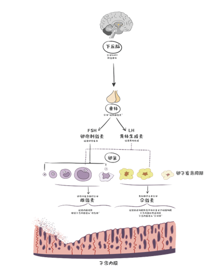 圖3解析 盆腔血流動力與生殖激素在生殖內分泌軸物理定向調節中的關鍵作用